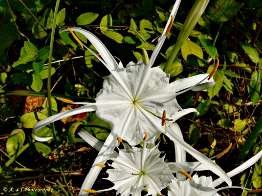 {Hymenocallis occidentalis}